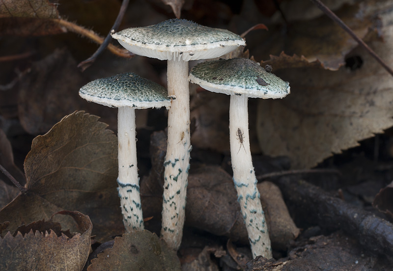 Lepiota grangei